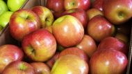 В этом году урожай яблок может составить около 3 миллионов тонн, или до 25%